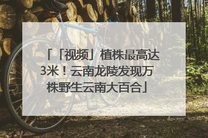 「视频」植株最高达3米！云南龙陵发现万株野生云南大百合