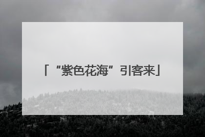 “紫色花海”引客来