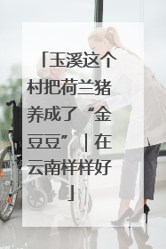 玉溪这个村把荷兰猪养成了“金豆豆”｜在云南样样好
