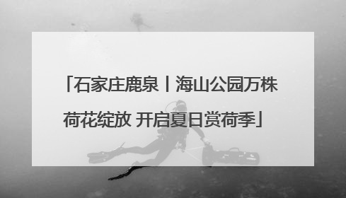 石家庄鹿泉丨海山公园万株荷花绽放 开启夏日赏荷季