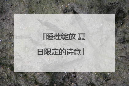 睡莲绽放 夏日限定的诗意