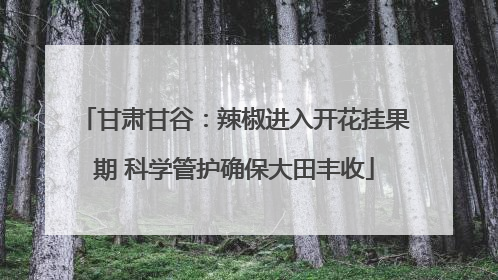 甘肃甘谷：辣椒进入开花挂果期 科学管护确保大田丰收