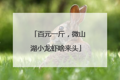 百元一斤，微山湖小龙虾啥来头