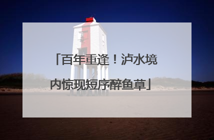 百年重逢！泸水境内惊现短序醉鱼草