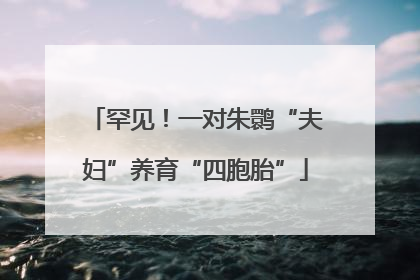 罕见！一对朱鹮“夫妇”养育“四胞胎”