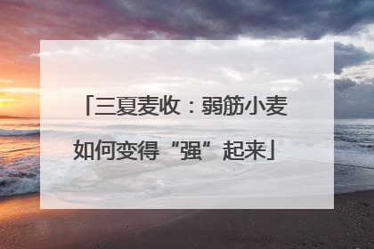 三夏麦收：弱筋小麦如何变得“强”起来
