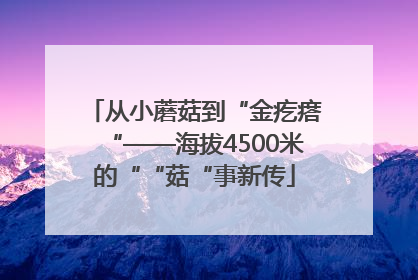 从小蘑菇到“金疙瘩“——海拔4500米的““菇“事新传