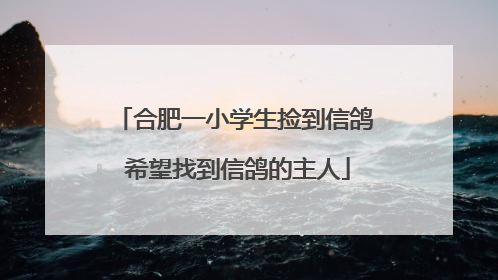 合肥一小学生捡到信鸽 希望找到信鸽的主人
