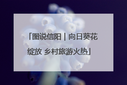 图说信阳｜向日葵花绽放 乡村旅游火热
