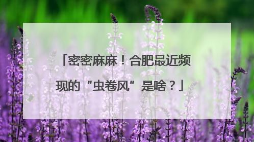 密密麻麻！合肥最近频现的“虫卷风”是啥？