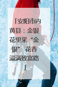 安阳市内黄县：金银花里采“金银” 花香溢满致富路