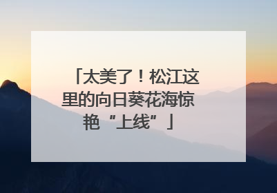 太美了！松江这里的向日葵花海惊艳“上线”