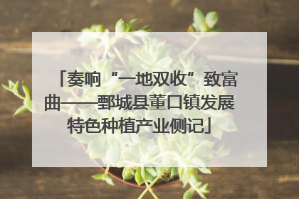 奏响“一地双收”致富曲——鄄城县董口镇发展特色种植产业侧记
