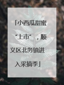 小西瓜甜蜜“上市”，顺义区北务镇进入采摘季