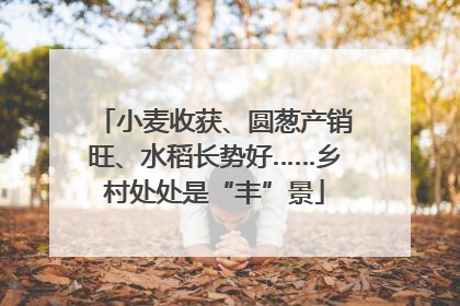 小麦收获、圆葱产销旺、水稻长势好……乡村处处是“丰”景