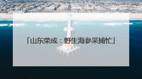山东荣成：野生海参采捕忙