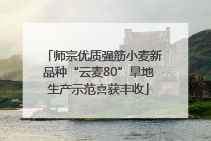 师宗优质强筋小麦新品种“云麦80”旱地生产示范喜获丰收