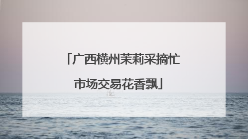 广西横州茉莉采摘忙 市场交易花香飘