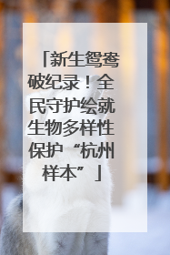 新生鸳鸯破纪录！全民守护绘就生物多样性保护“杭州样本”