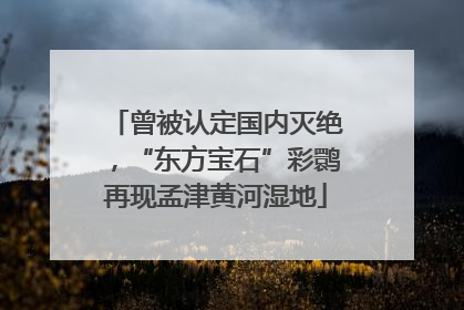 曾被认定国内灭绝，“东方宝石”彩鹮再现孟津黄河湿地