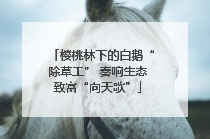 樱桃林下的白鹅“除草工” 奏响生态致富“向天歌”