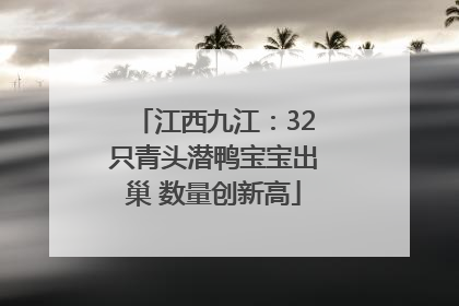 江西九江：32只青头潜鸭宝宝出巢 数量创新高