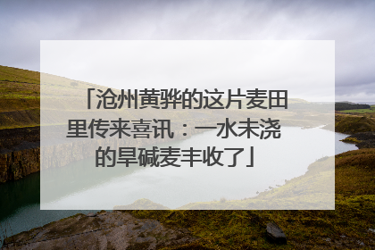沧州黄骅的这片麦田里传来喜讯：一水未浇的旱碱麦丰收了