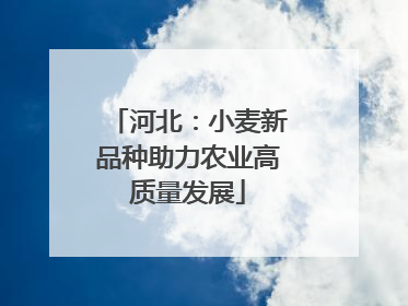 河北：小麦新品种助力农业高质量发展