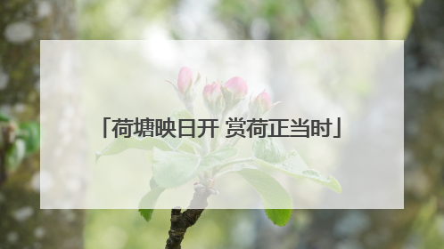 荷塘映日开 赏荷正当时