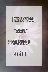 西农智慧“灌溉” 沙漠樱桃别样红