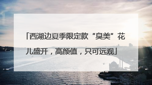 西湖边夏季限定款“臭美”花儿盛开，高颜值，只可远观