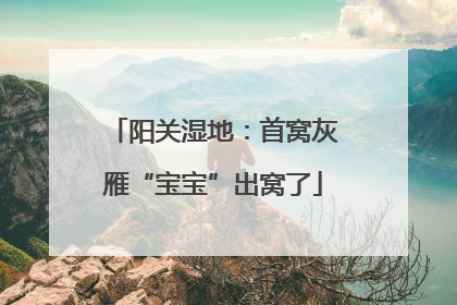 阳关湿地：首窝灰雁“宝宝”出窝了