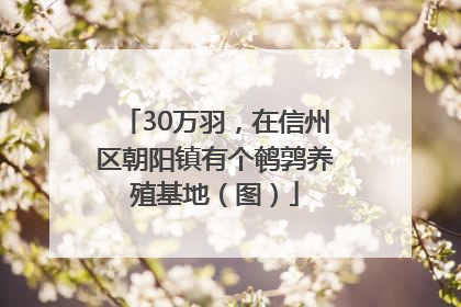 30万羽，在信州区朝阳镇有个鹌鹑养殖基地（图）