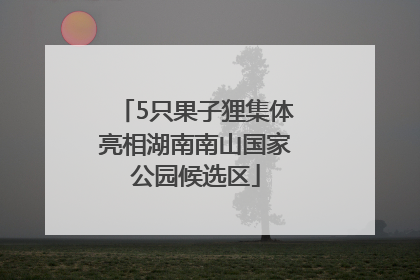 5只果子狸集体亮相湖南南山国家公园候选区